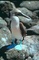 Blue-footed booby picture