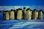 Emperor penguin picture