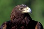 Golden eagle picture