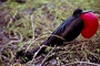 Great frigatebird picture