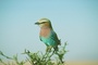 Indian roller picture