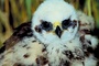 Marsh harrier picture