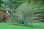 Peacock picture