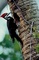 Pileated woodpecker picture