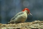 Red-bellied woodpecker picture