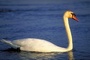 Swan picture