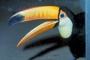 Toucan picture