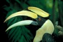 Toucan picture