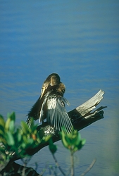 Anhinga