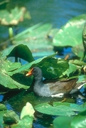 Common Gallinule Mousepad