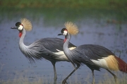 Crowned Crane Magnet