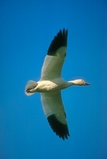 Greater Snow Goose Poster