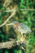 Green Heron Poster