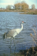 Lesser Sandhill Crane Magnet