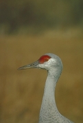 Lesser Sandhill Crane Magnet