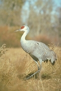 Lesser Sandhill Crane Magnet