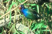 Purple Gallinule Mousepad