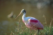 Roseate Spoonbill Poster