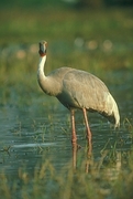 Sarus Crane Magnet