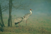 Sarus Crane Magnet