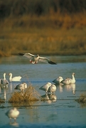 Snow Goose Poster