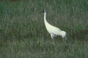 Whooping Crane Magnet