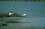 Whooping Crane Magnet