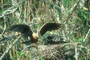 Anhinga picture