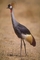 Crowned Crane picture