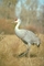 Lesser Sandhill Crane picture