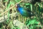 Purple Gallinule picture