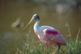 Roseate Spoonbill picture