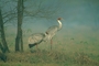 Sarus Crane picture