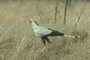 Secretarybird picture