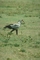 Secretarybird picture