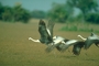 Wattled Crane picture