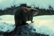 Beaver Mousepad