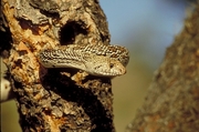 Bull snake Poster