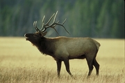 Elk Poster