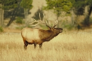 Elk Magnet