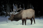 Elk Magnet