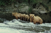 Grizzly Bear Magnet