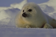 Harp seal Mousepad