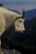 Mountain goat Mousepad