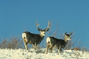 Mule deer Poster