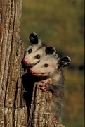 Opossum Mousepad