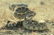 Pacific rattlesnake Poster