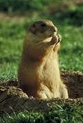 Prairie Dog Mousepad