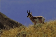 Pronghorn antelope Mousepad