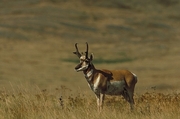 Pronghorn antelope Mousepad